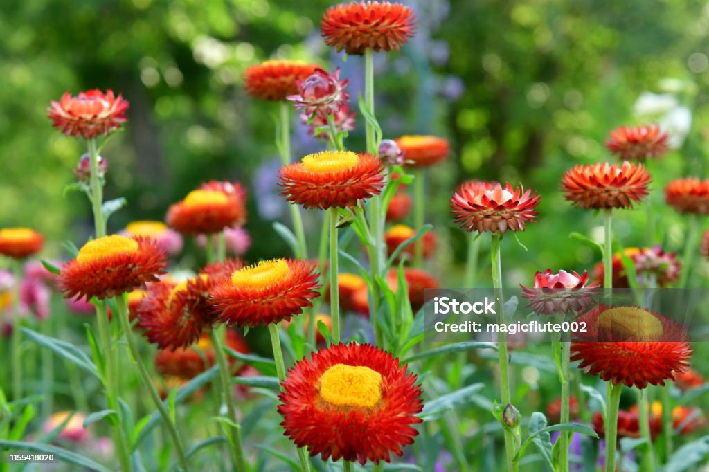 Strawflower / Helichrysum bracteatum Helichrysum bracteatum, commonly called Strawflower or Everlasting daisy, grows as woody or herbaceous shrub up to a meter tall. It is an erect perennial, or occasionally annual, plant, which produces bright, vibrant flowers in summer (lasting into fall) that come in shades of red, pink, orange, white and yellow. It is known as “ever-lasting” because the flowers will last indefinitely when dried. It can also be used as wreaths and homemade potpourri. Annual - Plant Attribute Stock Photo