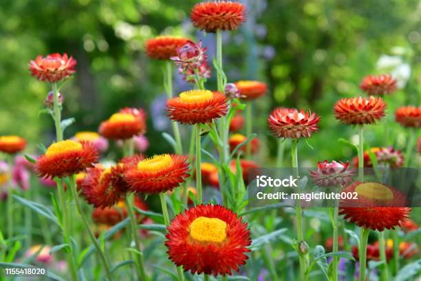 Strawflower Helichrysum Bracteatum Stock Photo - Download Image Now - Annual - Plant Attribute, Beauty, Beauty In Nature