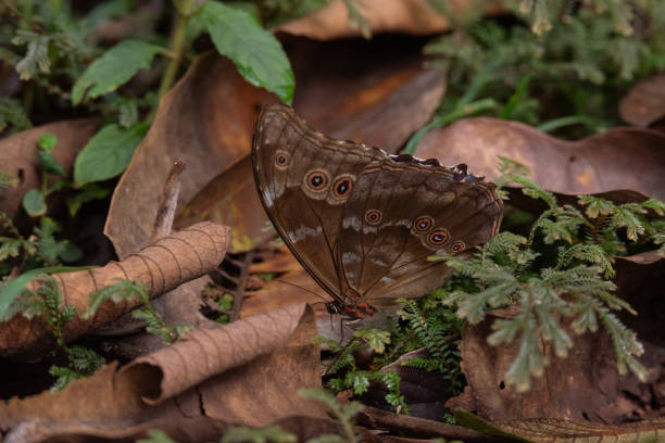 In the rainforest of quincemil