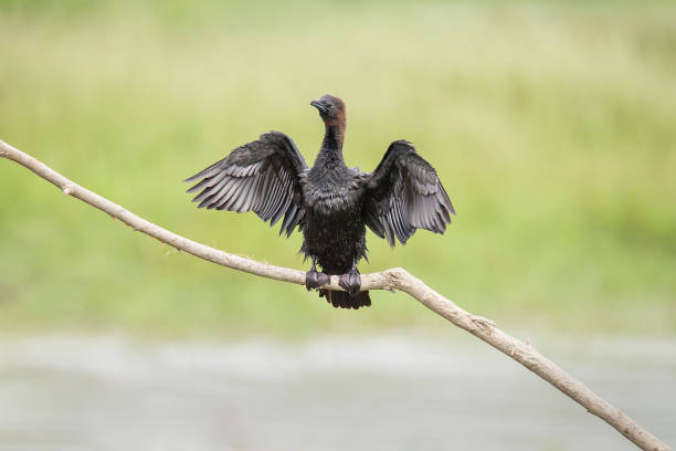 istock Pygmy cormorant - Microcarbo pygmaeus 1155419580