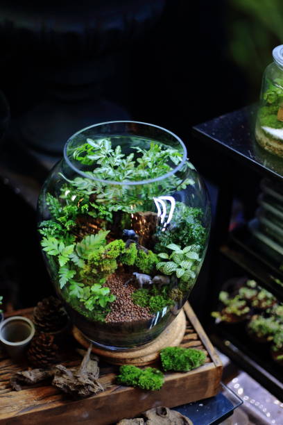 istock Terrarium small and little plants 1155419841