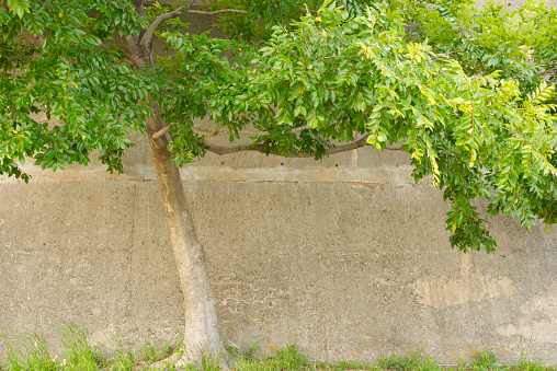 Tree near the wall.