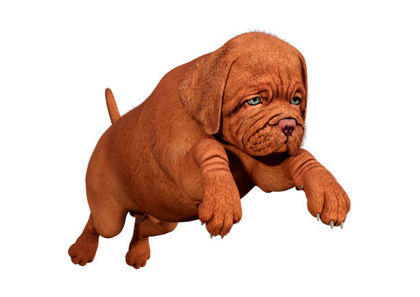 Dogue de Bordeaux puppy nibbles on a stick. The puppy's permanent teeth erupt and he gnaws on a stick. Change of teeth in a dog