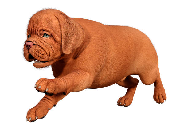 Olde English Bulldogge