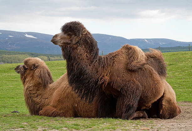 Shaggy Camel Stock Photos, Pictures & Royalty-Free Images - iStock