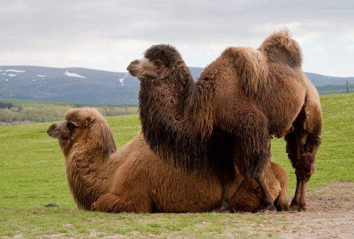 The Bactrian camel (Camelus bactrianus) is a large even-toed ungulate native to the steppes of central Asia. It is one of the two surviving species of camel. The Bactrian camel has two humps on its back, in contrast to the single-humped Dromedary camel. In October 2002, the estimated 800 remaining in the wild in northwest China and Mongolia were classified as critically endangered on the IUCN Red List of Threatened Species.