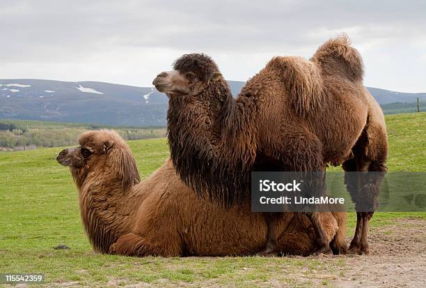Foto de Par De Camelos Bactrianos e mais fotos de stock de Camelo - Camelídeos - Camelo - Camelídeos, Felpudo, Amarelo-castanho
