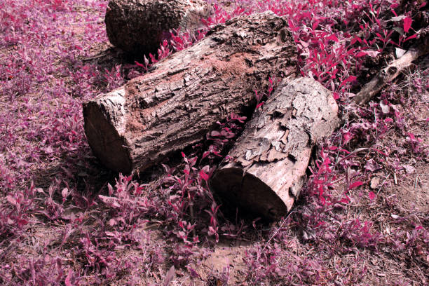 bois de log d’arbre ferment vers le haut dans le frest sur l’herbe rouge. - lumber industry timber tree redwood photos et images de collection