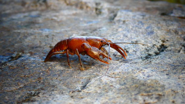 istock Crayfish of Quebec in close-up on a rock 1155425188