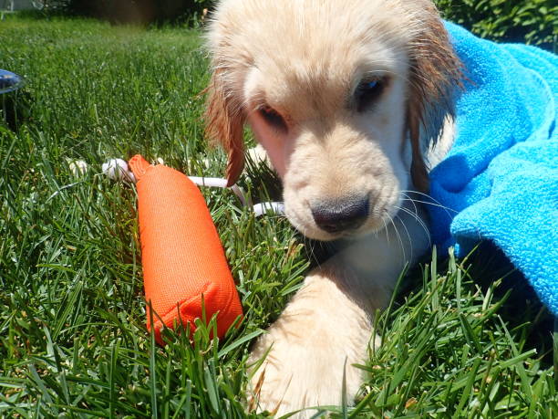 istock Puppy by the pool relaxing 4 1155425741
