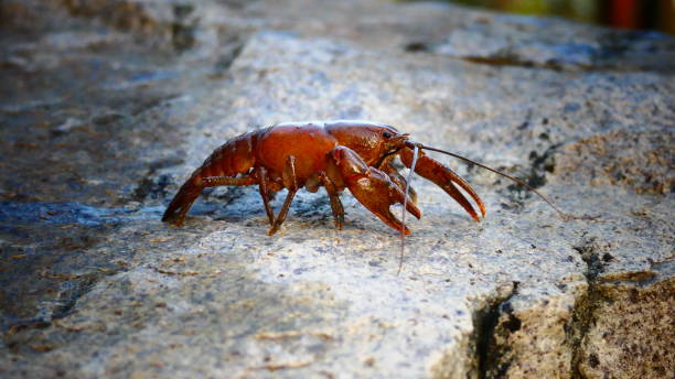 istock Crayfish of Quebec in close-up on a rock 1155425760