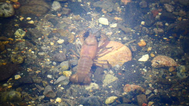 Free picture: crayfish, underwater, bottom, river