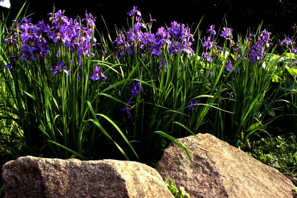 istock Purple irises close up 1155426083
