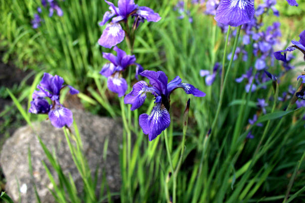 les iris violets ferment vers le haut - nobody nature fragility close up photos et images de collection