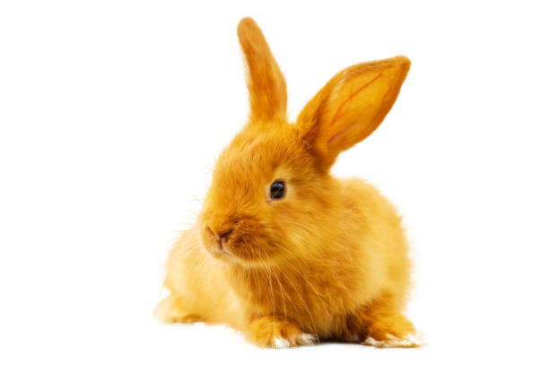 istock cute fluffy red rabbit on white isolated background 1155427081