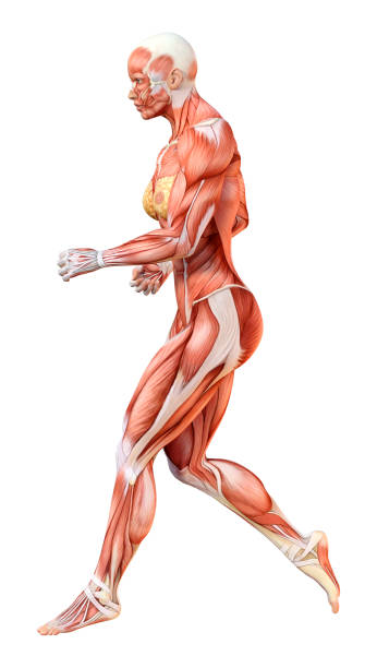 istock 3D illustration female figure with muscle maps on white 1155428580