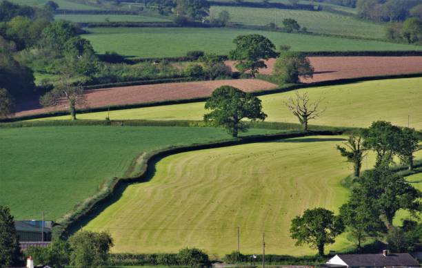 árboles, hedgerows y pastos en simetría-inglés de la vida rural en el comienzo del verano-devon/somerset borders, sw inglaterra - john constable fotografías e imágenes de stock