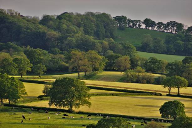 árboles, hedgerows y pastos en simetría-inglés de la vida rural en el comienzo del verano-devon/somerset borders, sw inglaterra - john constable fotografías e imágenes de stock