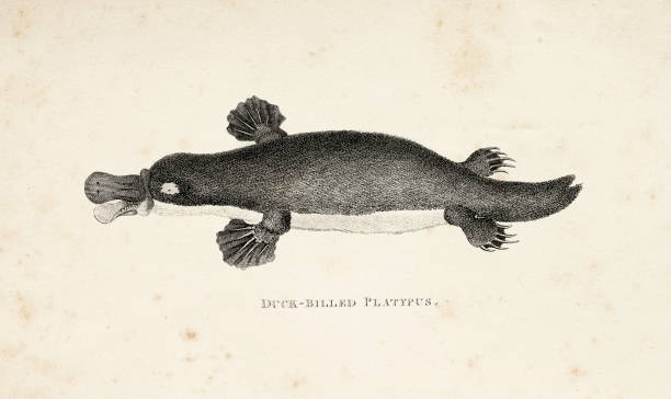 kaczka-billed dziobaka ilustracja 1800 - duck billed platypus wildlife animal endangered species stock illustrations