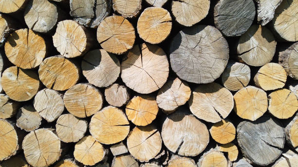 オーク材が質感をカット。材木の背景。 - wood tree textured wood grain ストックフォトと画像