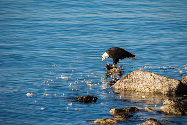 Bald Eagle eating a Seagull by the sea