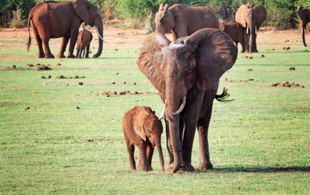 African elephants after their bath in Lake Kariba ,Zimbabwe.