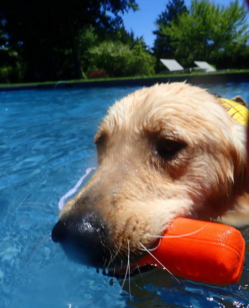 istock Golden retriever swimming 2 1155431391