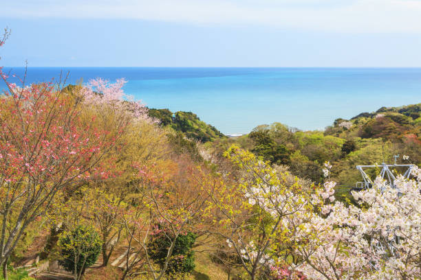 istock Pink sakura cherry blossom with mt fuji 1155431438