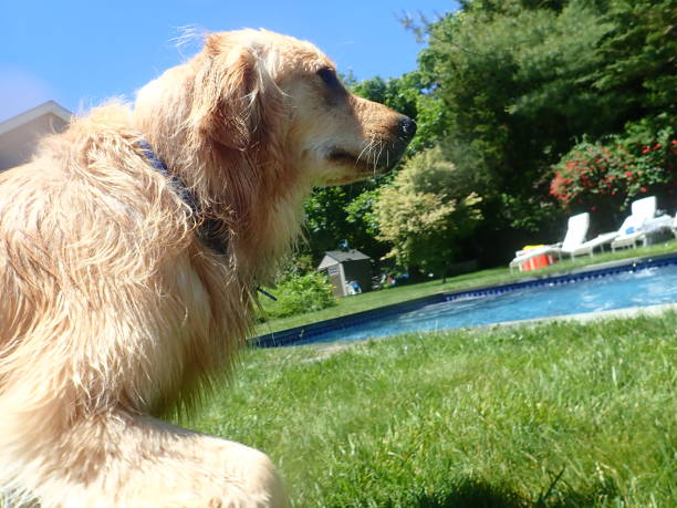 istock Golden retriever pool day 10 1155431564