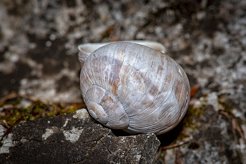 closeup view of an abandoned snail shell. Macrophotography