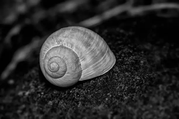 closeup view of an abandoned snail shell. Macrophotography