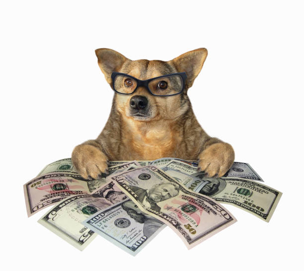 istock Dog with a lot of dollars 1155432830