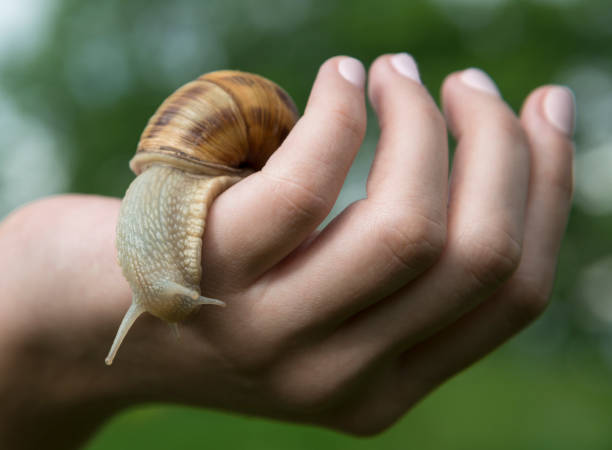 istock Someone took a snail in his hand 1155432848