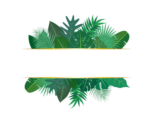 векторная иллюстрация различных экзотических зеленых тропических листьев с баннером на белом фоне - white background art and craft equipment human hand horizontal stock illustrations