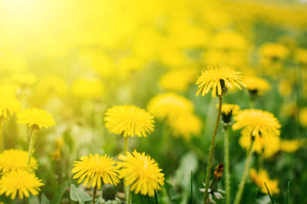 istock Bright  summer horizontal background, banner. Dandelions with sunlight on green grass. Green field with yellow dandelions. Closeup of yellow spring summer flowers. 1155432957