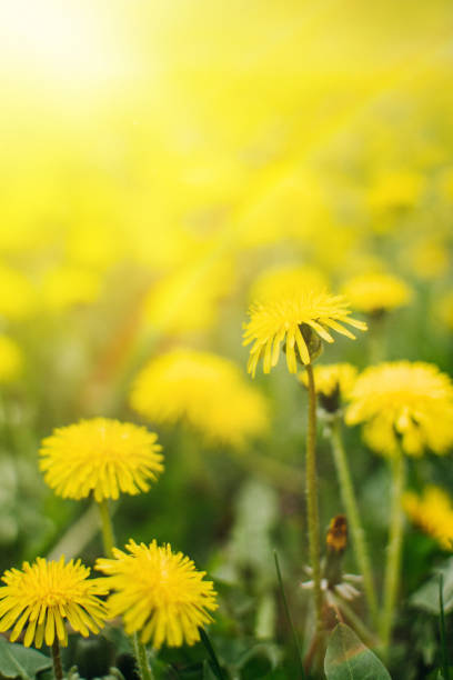 istock Dandelions with a rainbow and sunlight on green grass vertical background. Green field with yellow dandelions. Closeup of yellow spring summer flowers. 1155433846