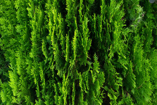 Closeup of green leaves of Thuja trees. Green Thuja occidentalis Columna texture macro. Evergreen coniferous tree, Platycladus orientalis, Chinese thuja, Ori background. Closeup of green leaves of Thuja trees. Green Thuja occidentalis Columna texture macro. Evergreen coniferous tree, Platycladus orientalis, Chinese thuja, Ori background. thuja orientalis stock pictures, royalty-free photos & images