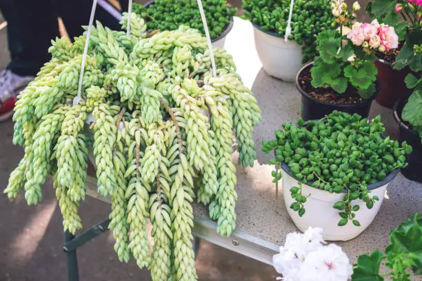 Sedum morganianum (lamb's tail, burro's tail, horses tail) in white pot hanging. Sedum morganianum is popular succulent with trailing stems and fleshy blue-green leaves. Basic houseplant.