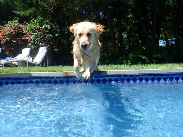 istock Golden retriever jumping into pool 2 1155434128