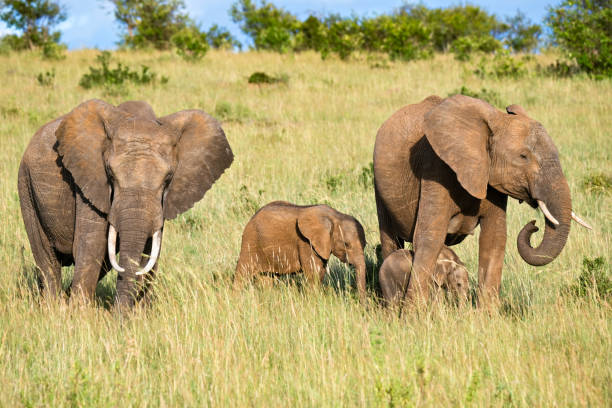 istock Two brown elephants with calfs 1155434756