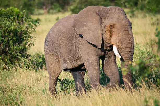 African elephant in bushes. Springtime day. Horizontal shot