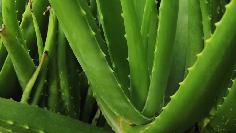 Aloe vera plant