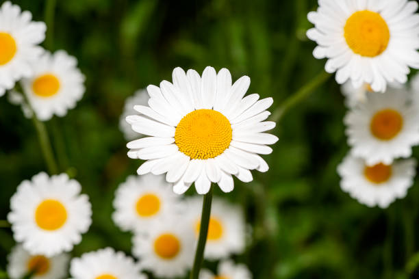 istock marguerite - Leucanthemum vulgare 1155436263