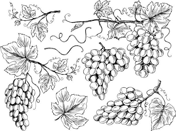 ilustrações de stock, clip art, desenhos animados e ícones de grape sketch. floral pictures wine grapes with leaves and tendrils vineyard engraving vector hand drawn illustrations - uvas