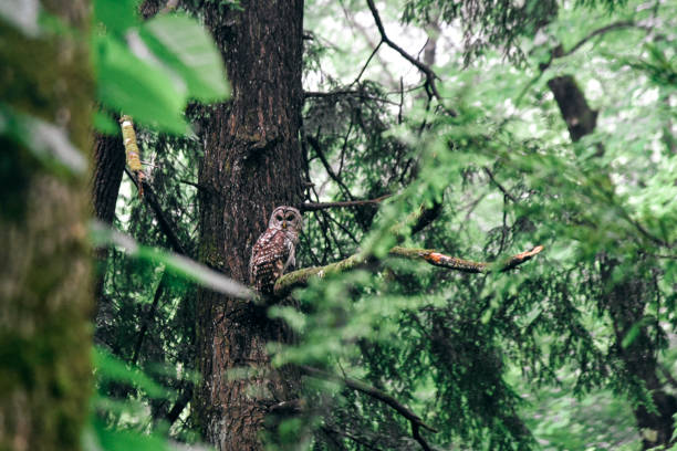istock Owl at Elkmont in Smoky Mountains 1155436769
