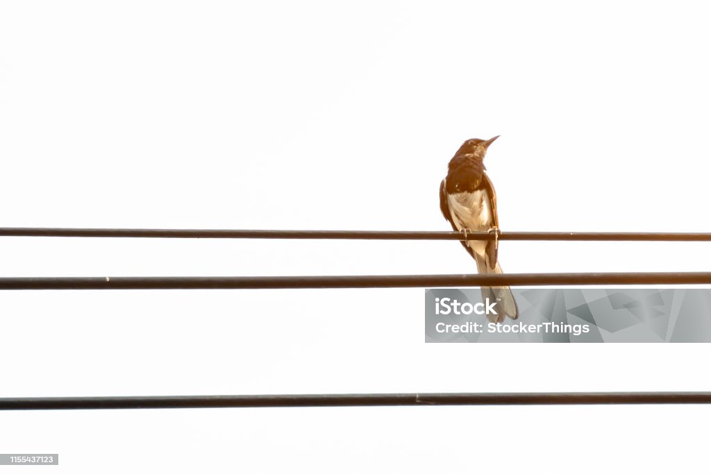 Ein orientalischer Magpie Robin Vogel auf dem elektrischen Draht - Lizenzfrei Rotkehlchen Stock-Foto