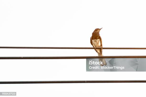 Ein Orientalischer Magpie Robin Vogel Auf Dem Elektrischen Draht Stockfoto und mehr Bilder von Rotkehlchen