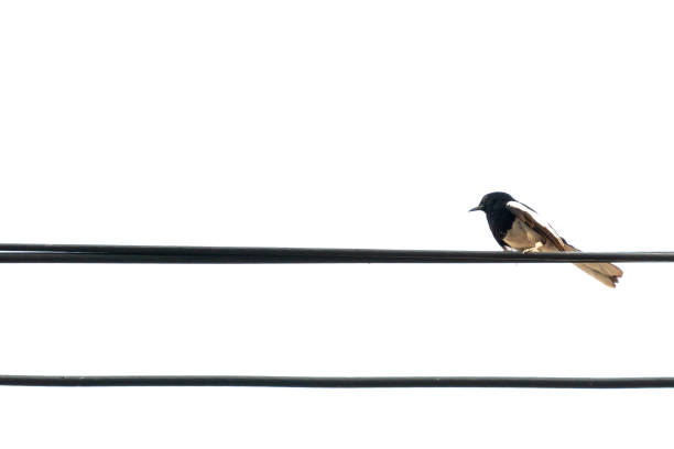 istock An Oriental Magpie Robin bird on the electric wire 1155437260