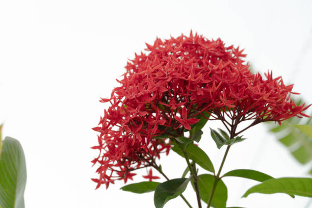 istock Red Ixora flowers with leaf and branches on white background 1155437289