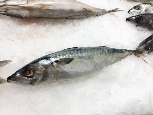 istock Fresh Mackerel fish freeze on ice 1155438375
